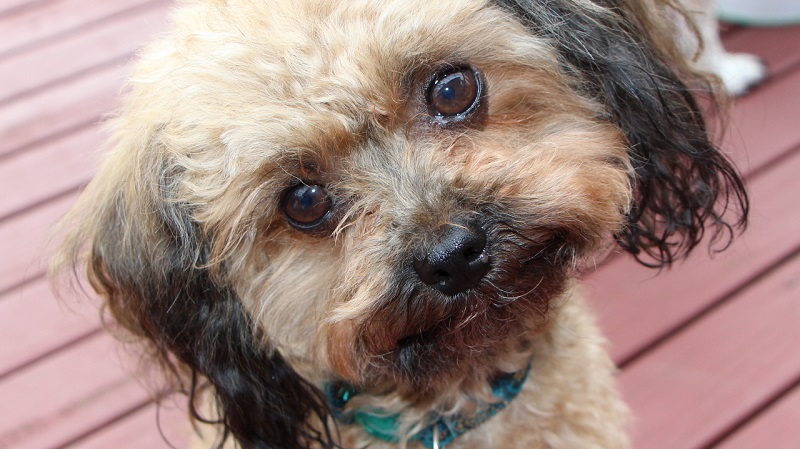 Oscar from Oscar's Law: Anti-puppy farming campaign