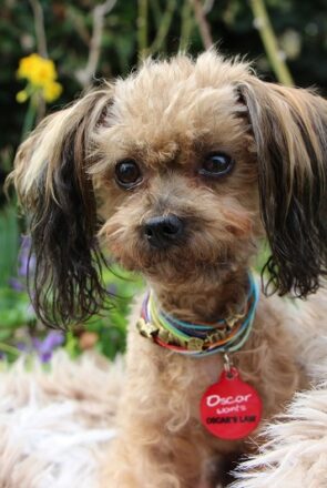 Ziggy ambassador for Oscar's Law IdPet Fundraiser Campaign