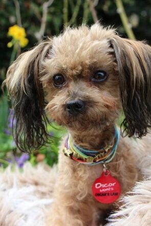 Ziggy ambassador for Oscar's Law IdPet Fundraiser Campaign