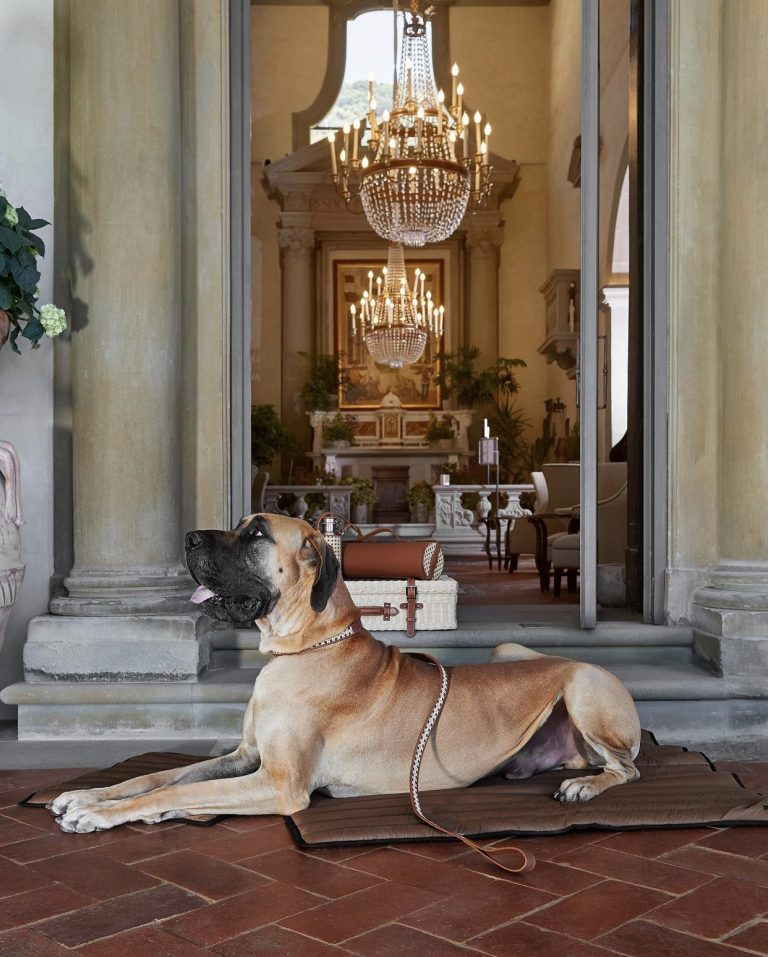 Luxury Pet Travel Kit: BMW Italia X Poldo Dog Couture Collab