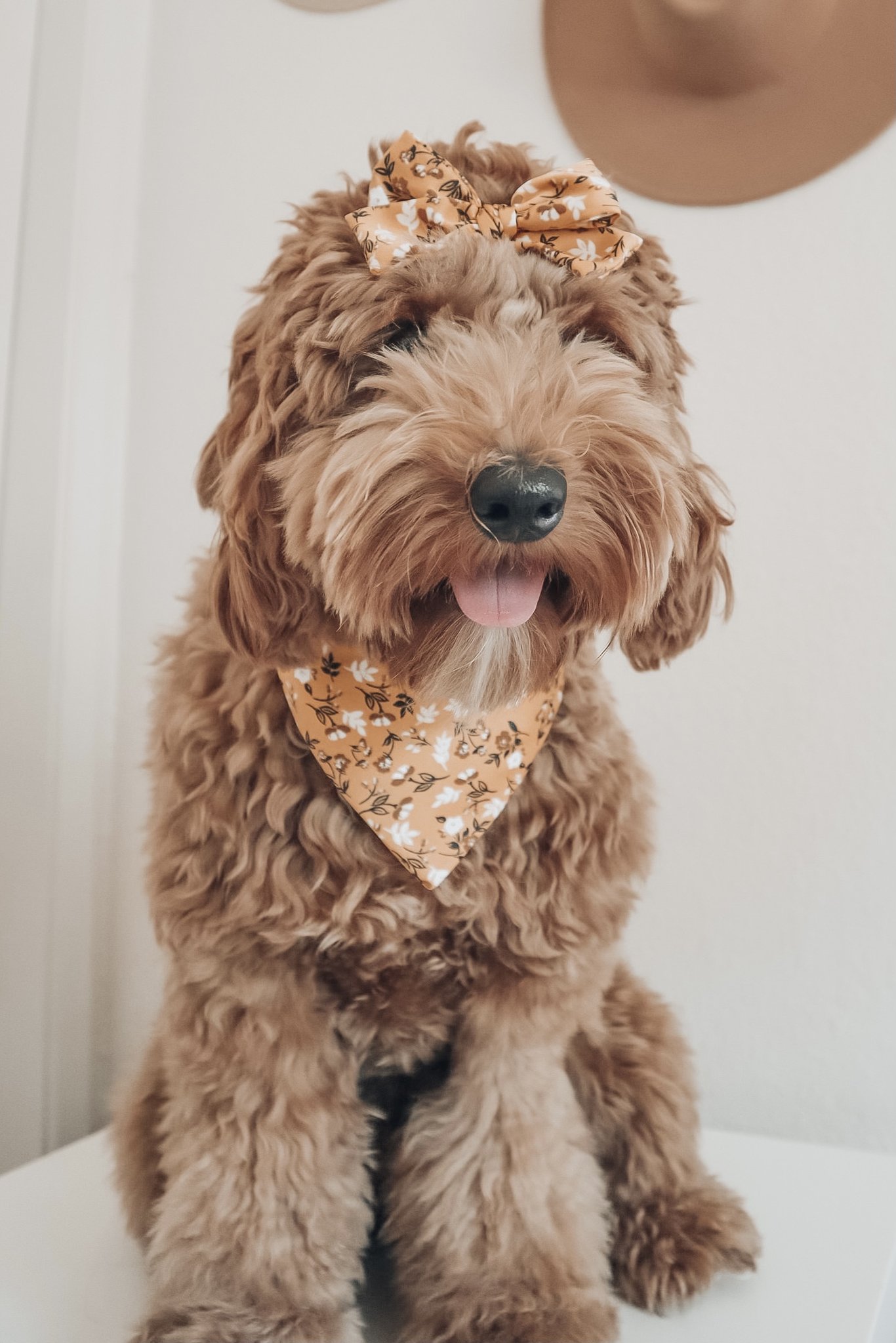 Fall Edition Stylish Dog Bandanas & Dog Harnesses Pretty Fluffy