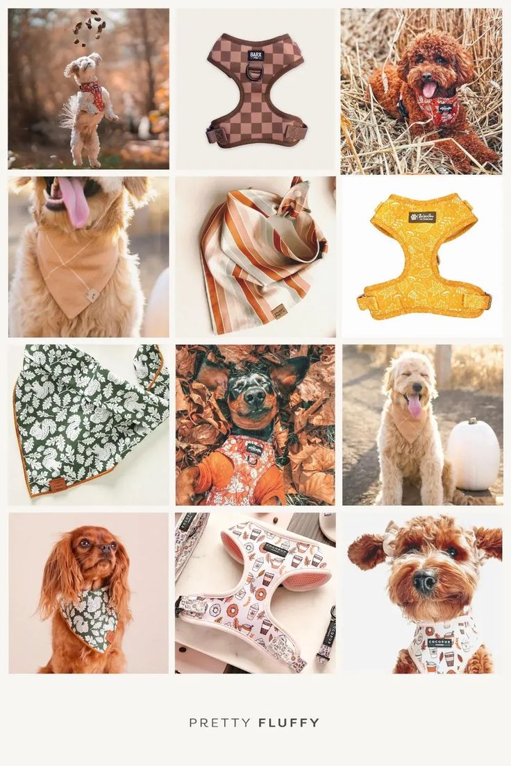 The Best Fall Dog Bandanas & Dog Harnesses - Pretty Fluffy