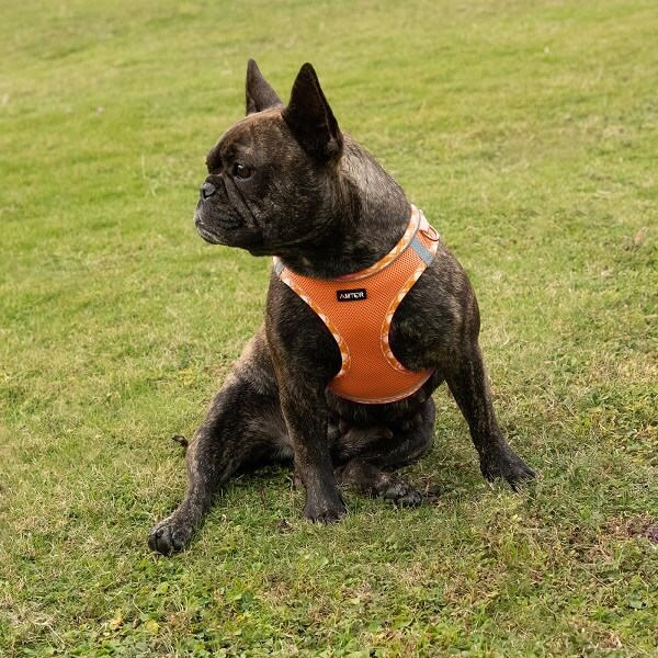 AMTOR Small Dog Harness