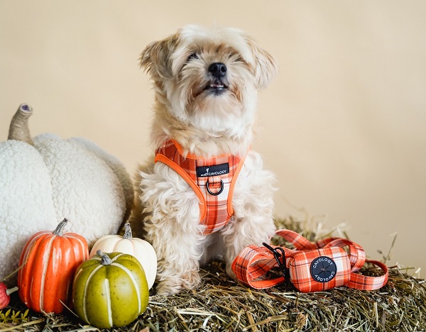 Cavology Orange Plaid Pumpkin Spice Step-in Harness