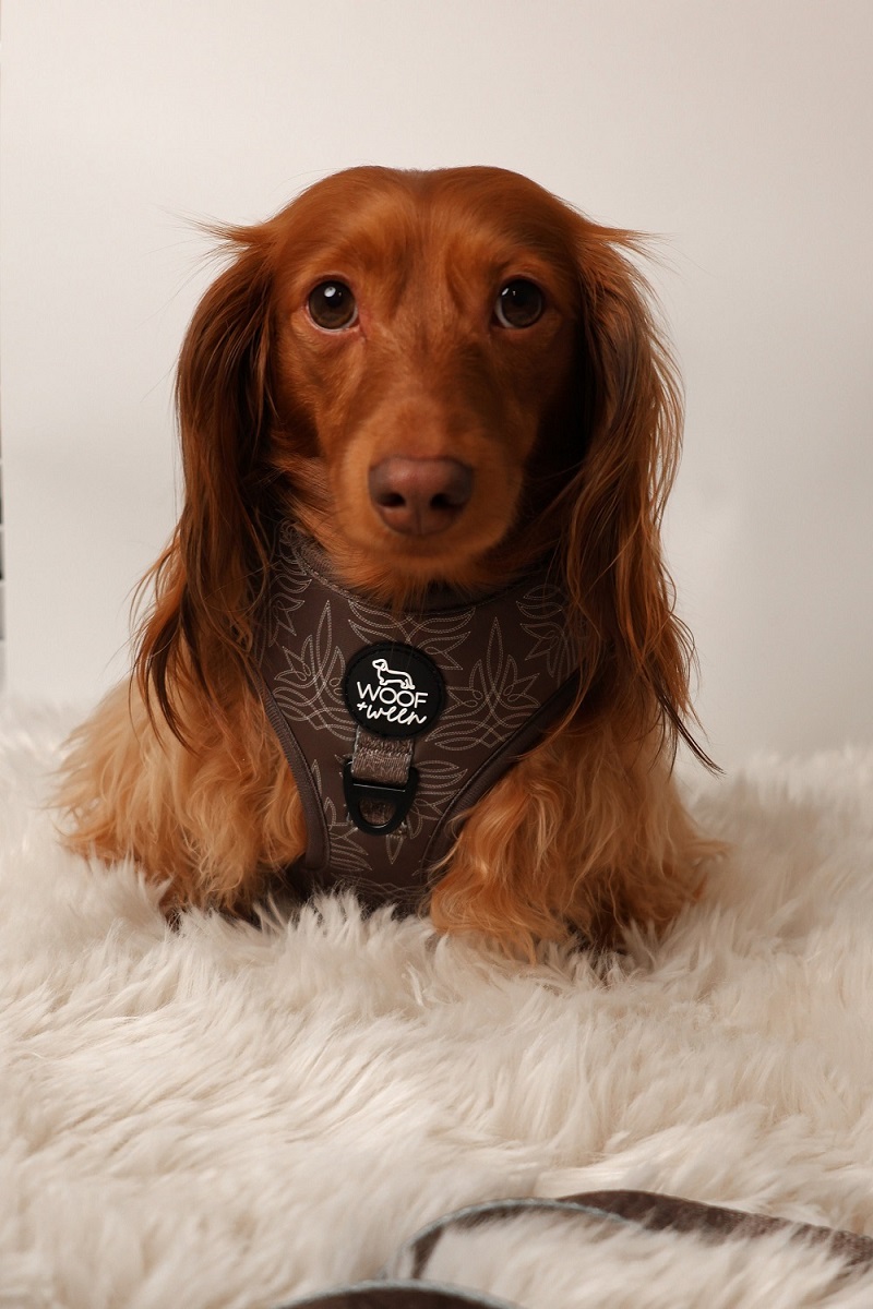 Fall dog harness