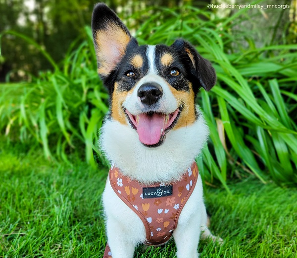 Lucy & Co. Chocolate Meadows Reversible Harness