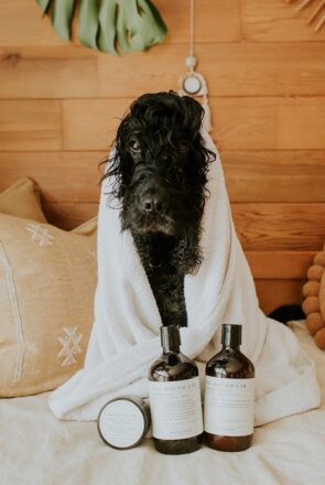 Black Cocker Spaniel in Bath Towel - The Hound Lab - 100% Natural Dog Shampoo & Conditioner