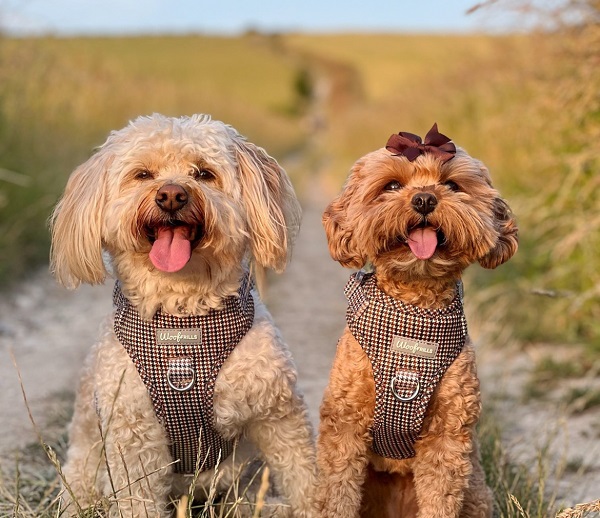 Woof Frills Houndstooth Dog Harness