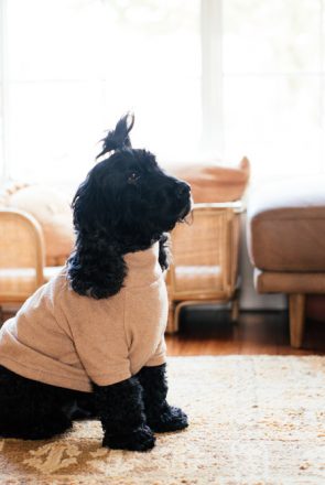 Black cocker spaniel looking up - Easy Tips to Teach Your Dog Not to Jump On Everyone | Pretty Fluffy