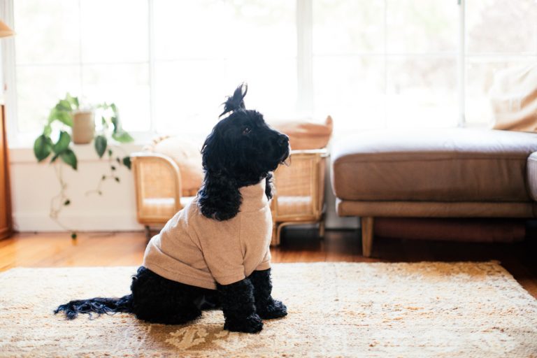 Easy Tips to Teach Your Dog Not to Jump On Everyone