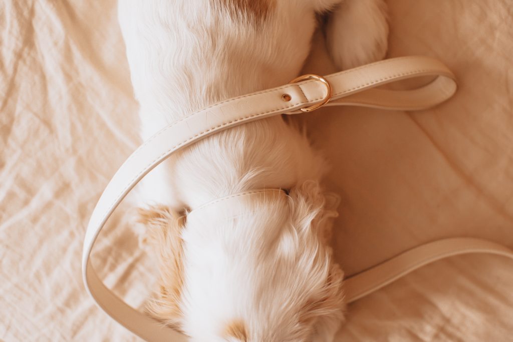 Editors Picks 10 Designer Dog Collars, Leashes & Harnesses (2024)