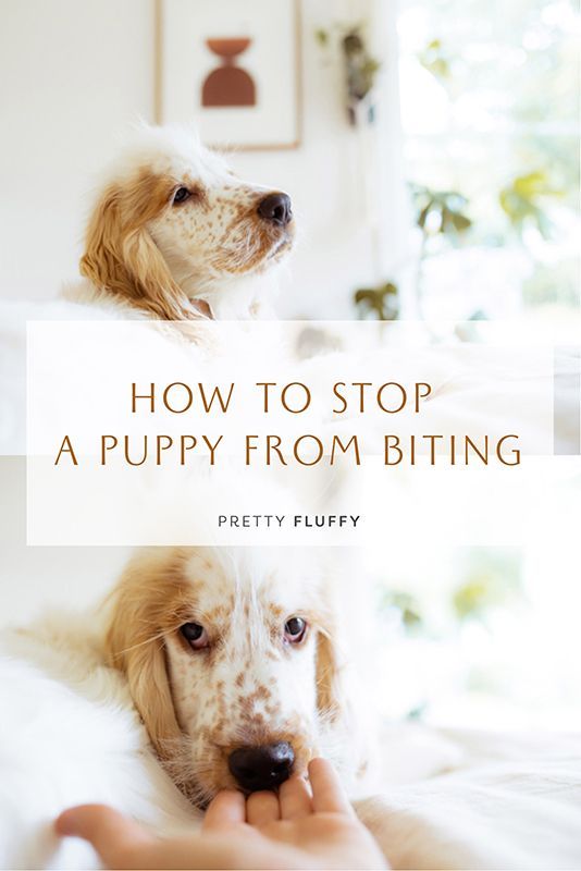 Black cocker spaniel looking up - Easy Tips to Teach Your Dog Not to Jump On Everyone | Pretty Fluffy