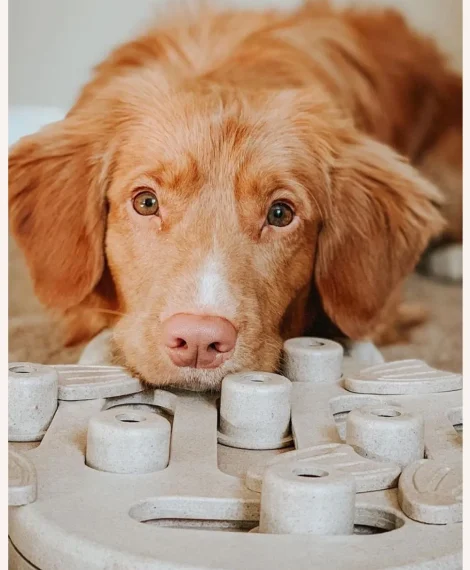 Dog Enrichment Ideas 7 Boredom Busters for Dogs