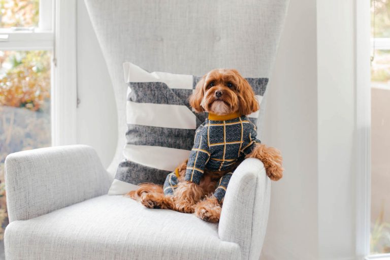 5 Fun & Easy Home Pet Photography Ideas
