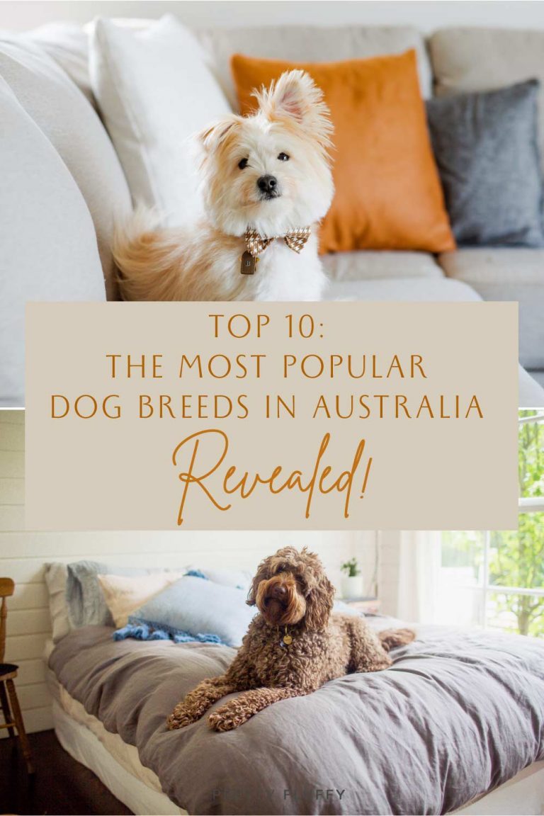 Top 10 Most Popular Dog Breeds in Australia Revealed