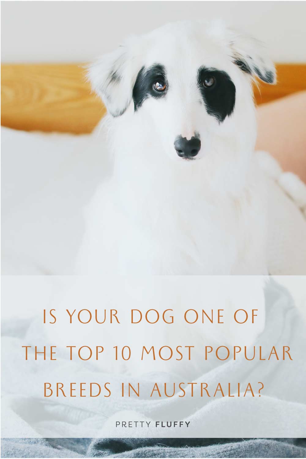 Top 10 Most Popular Dog Breeds in Australia Revealed