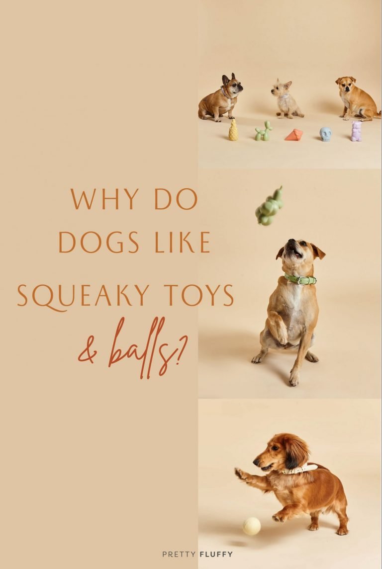 Why Do Dogs Like Squeaky Toys and Balls? Pretty Fluffy The Ultimate