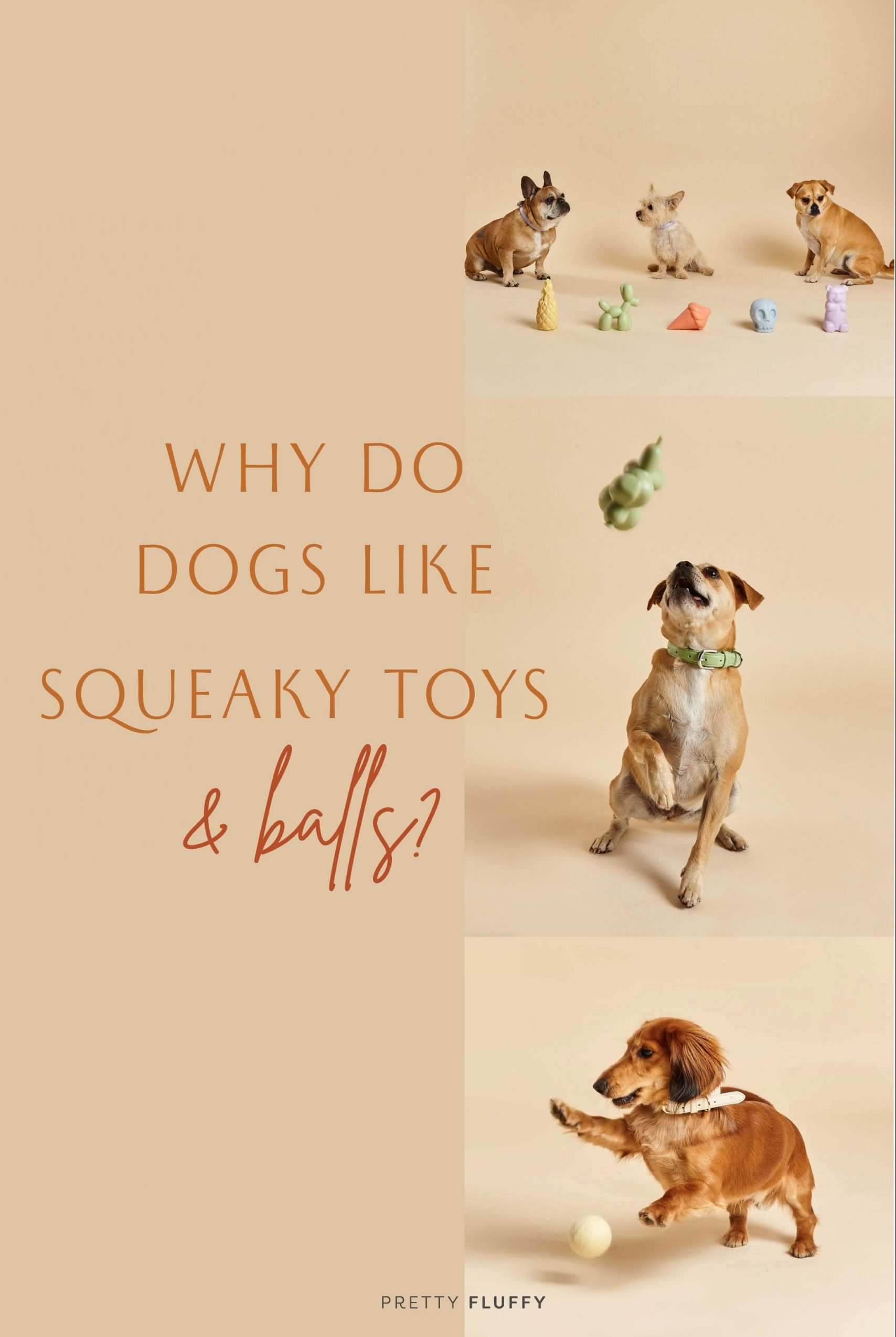 Why Do Dogs Like Squeaky Toys and Balls? Pretty Fluffy The Ultimate