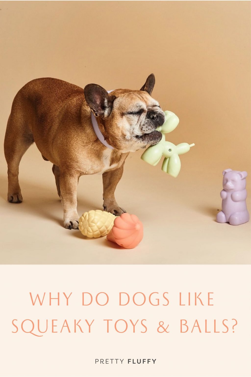 Why Do Dogs Like Squeaky Toys and Balls? Pretty Fluffy The Ultimate