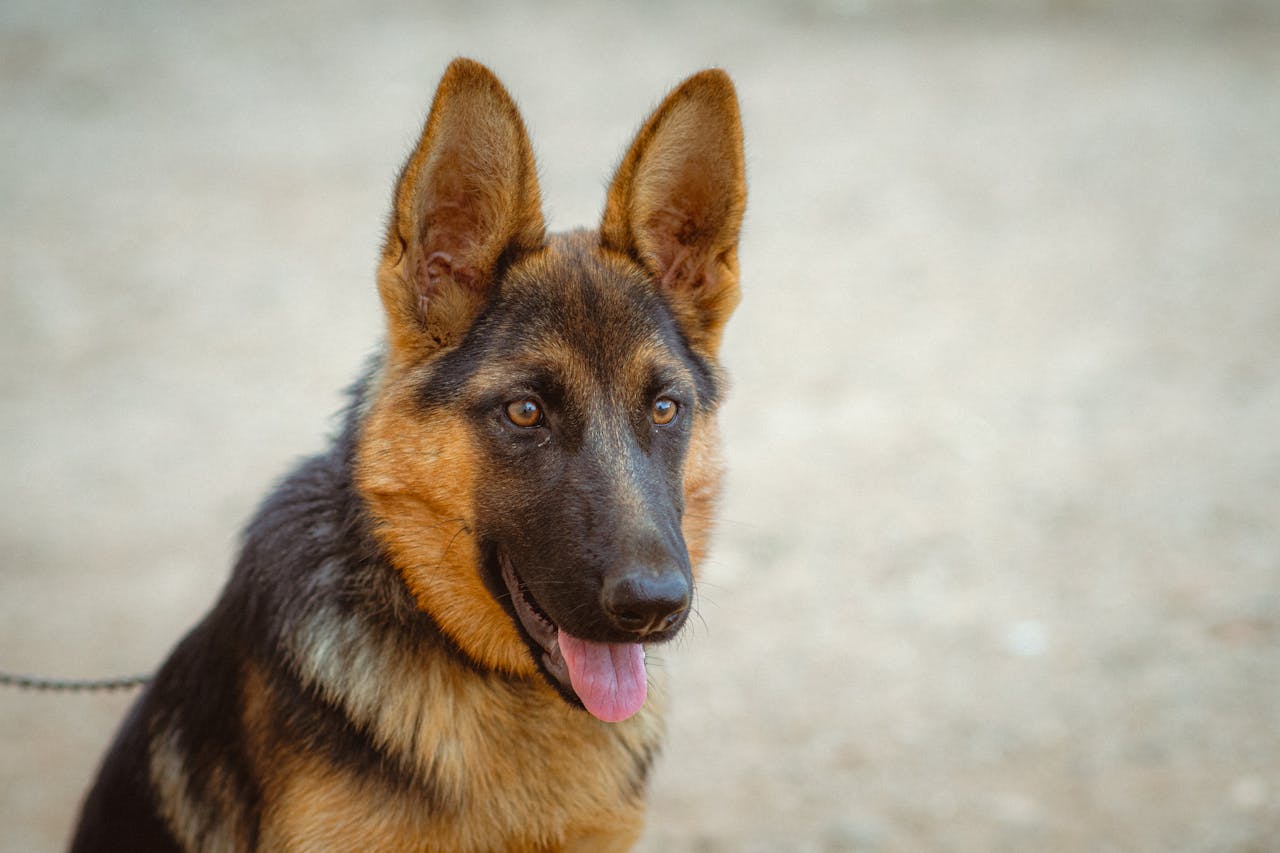 German Shepherd