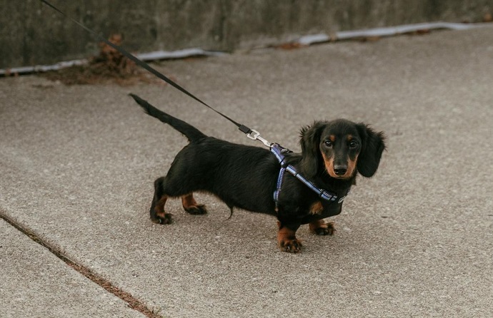 Miniature Dachshund