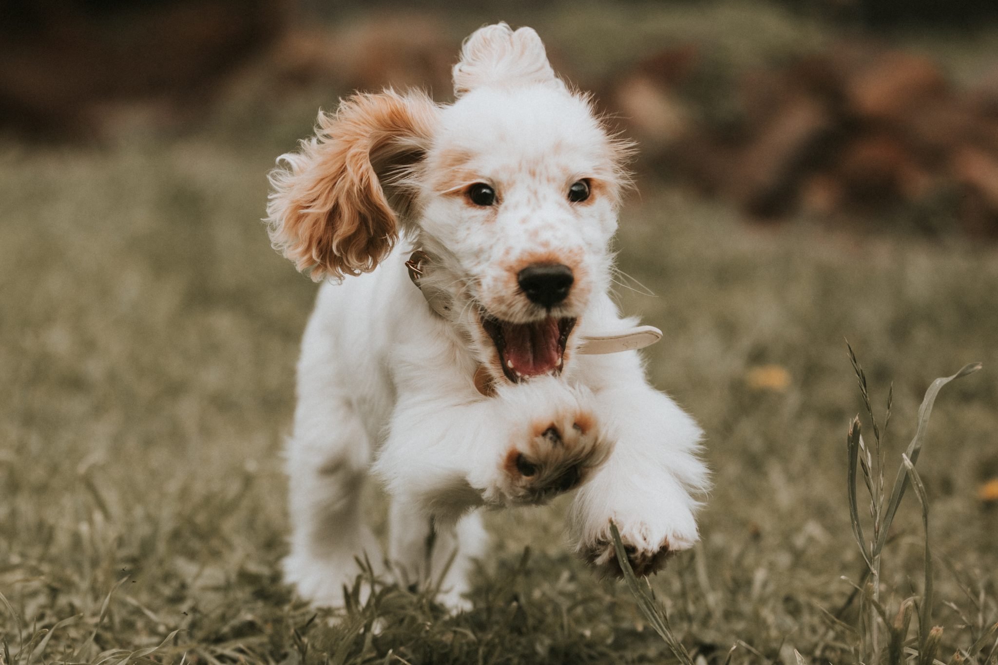 10 Adorable Puppy Photo Shoot Ideas | Pretty Fluffy