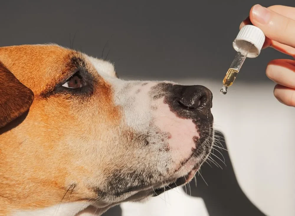 CBD Oil for Dogs Australia: Your FAQ’s Answered2