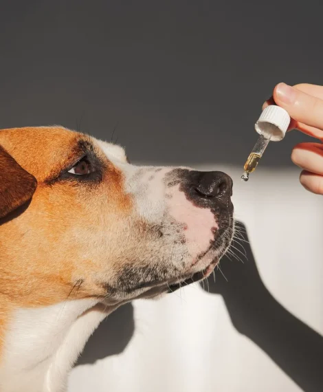 CBD Oil for Dogs Australia: Your FAQ’s Answered2
