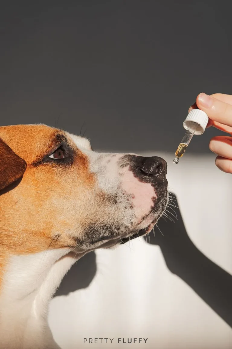 CBD Oil for Dogs Australia: Your FAQ’s Answered