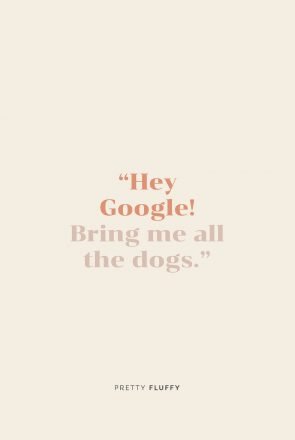 'Hey-Google!-Bring-me-all-the-dogs.'-Free-Screensaver