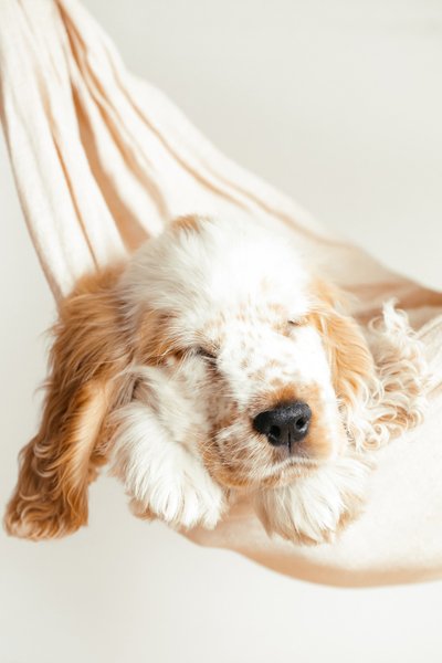 Puppy in a hammock - 10 Adorable Puppy Photo Shoot Ideas | Pretty Fluffy