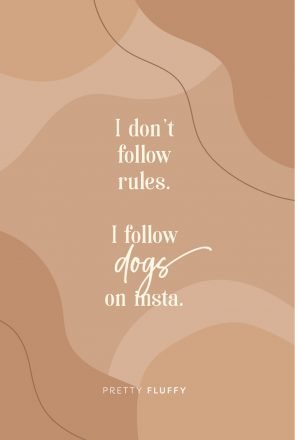 'I-Don't-Follow-Rules,-I-Follow-Dogs-on-Insta'-Free-Screensaver-