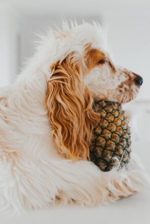 Can Dogs Eat Pineapple?