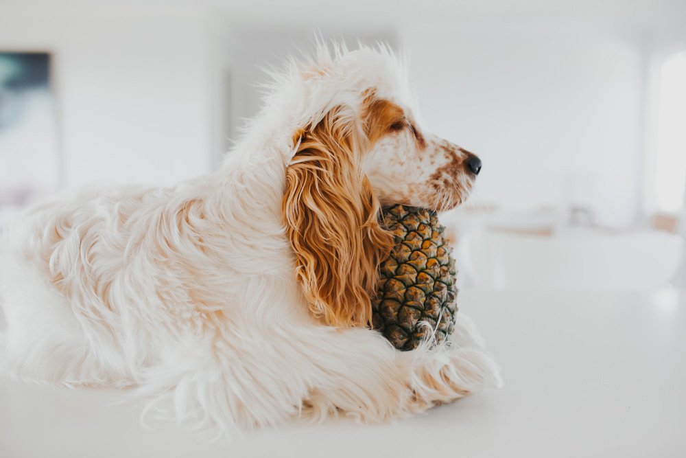 Can Dogs Eat Pineapple?