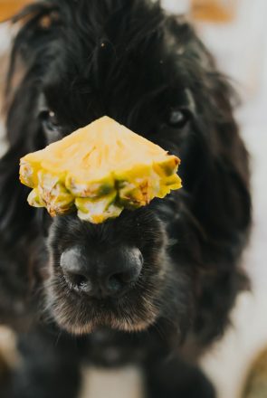 Can Dogs Eat Pineapple? | Dog Health & Wellbeing | Pretty Fluffy