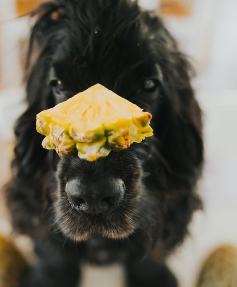 Can Dogs Eat Pineapple? | Dog Health & Wellbeing | Pretty Fluffy