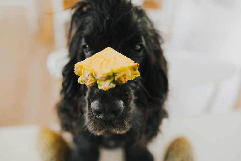 Can Dogs Eat Pineapple?