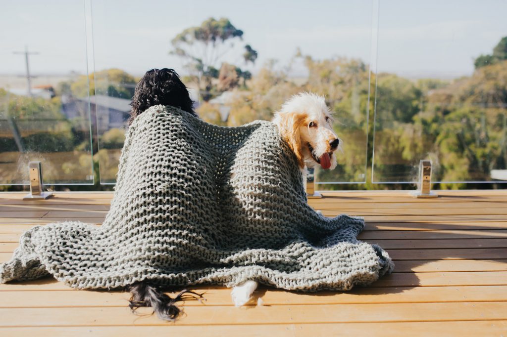 Getting a Second Dog Should You Do It? Questions, Tips, Pros & Cons