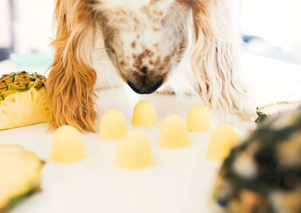 Pina Colada Dog Popsicles Recipe (2 Ingredients Only!)