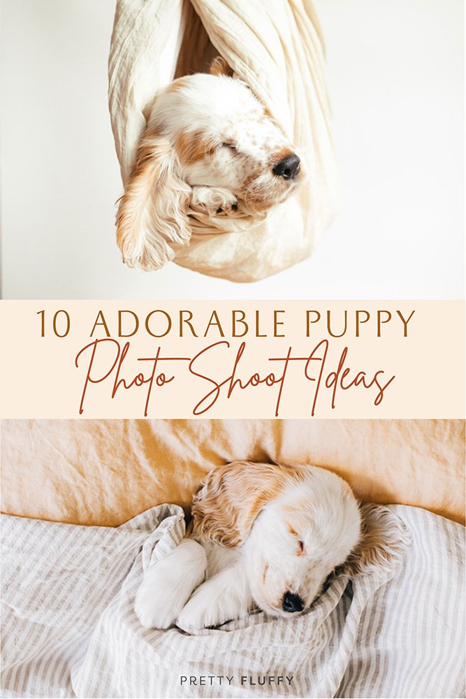 10 Adorable Puppy Photo Shoot Ideas Pretty Fluffy