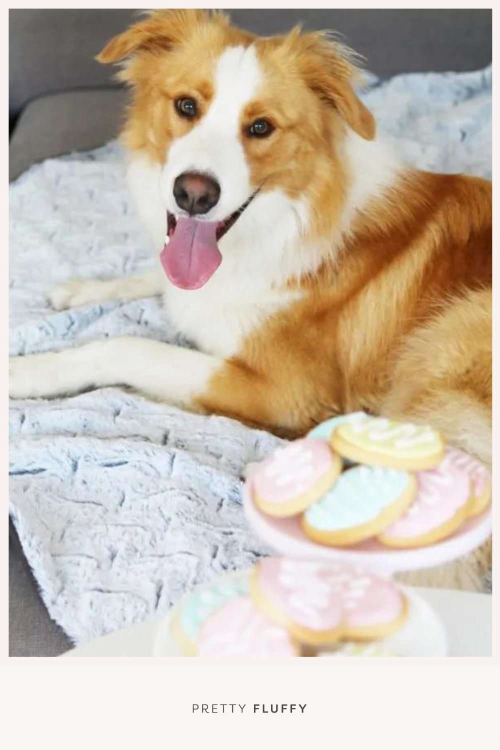 Easter treats for dogs: 12 recipes that your dog will love! These homemade dog treats are healthy, yummy and super easy to make. Grab the free recipes here
