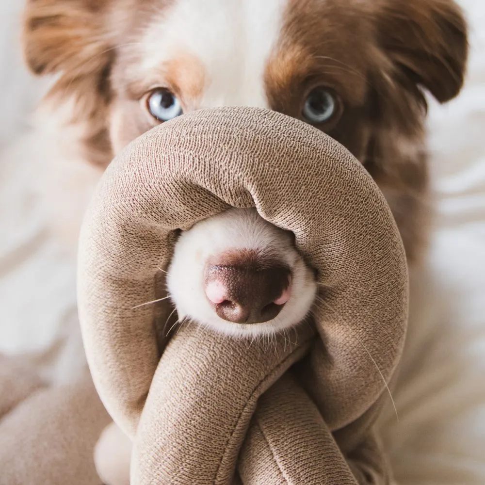 New Puppy Shopping List_ The Essential Free Checklist for Pet Parents