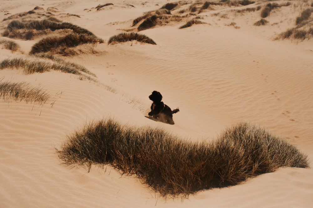 sandy beach at Gippsland dog friendly