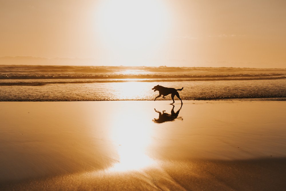 pet friendly beach in Gippsland