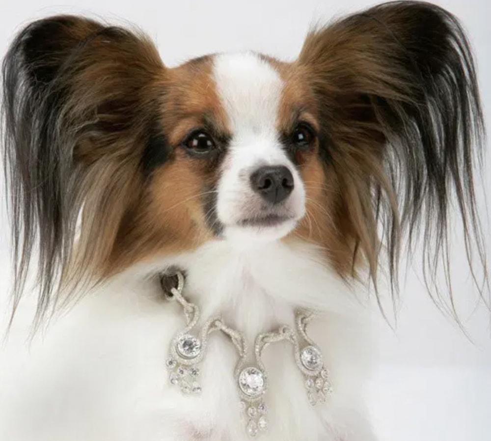 World's most expensive ‘Amour, Amour’ dog collar | 14 Luxury Dog Collars By High-End Brands