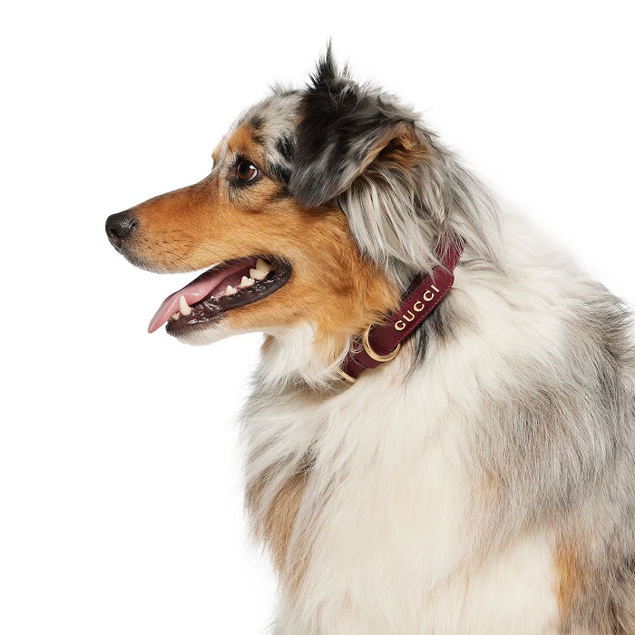 Gucci Dog Collars