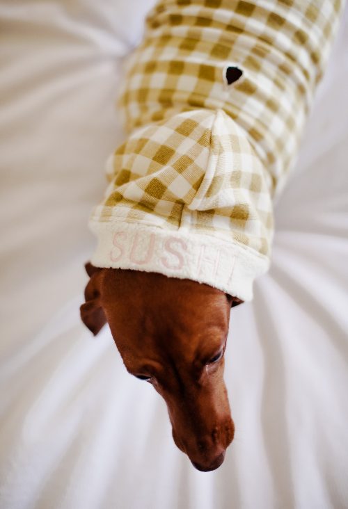 Dachshund wearing custom dog hoodie by Dear Cooper