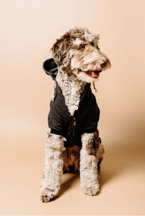 Grey hoodie for dogs by Dexy Paws