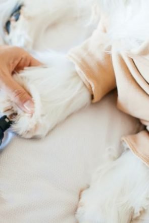 How To Trim A Dog's Nails That Are Overgrown - Pretty Fluffy