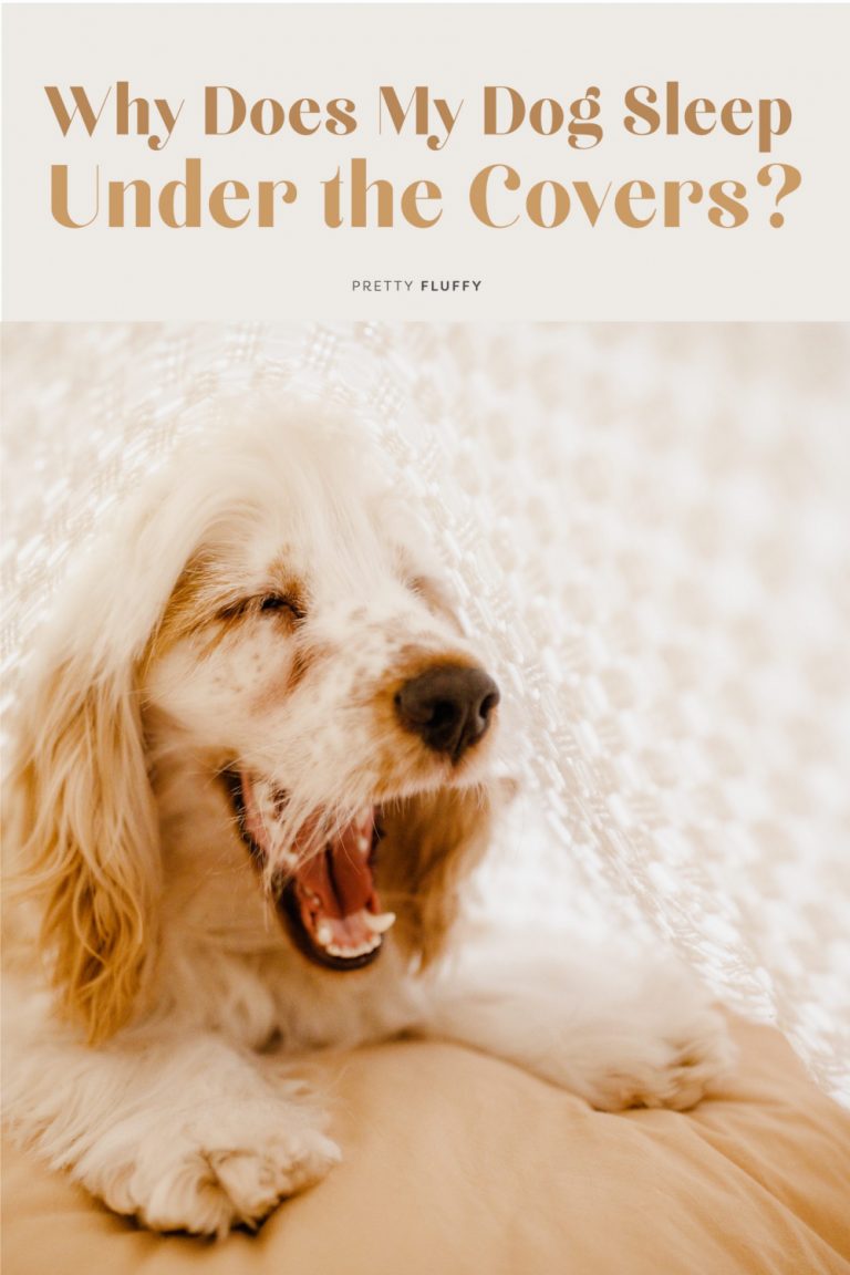 Why Does My Dog Sleep Under the Covers? Pretty Fluffy